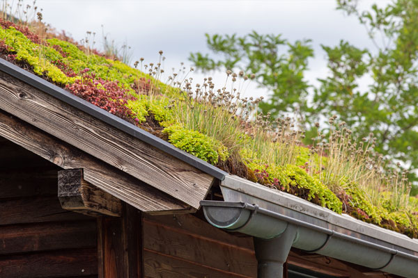 living green roof