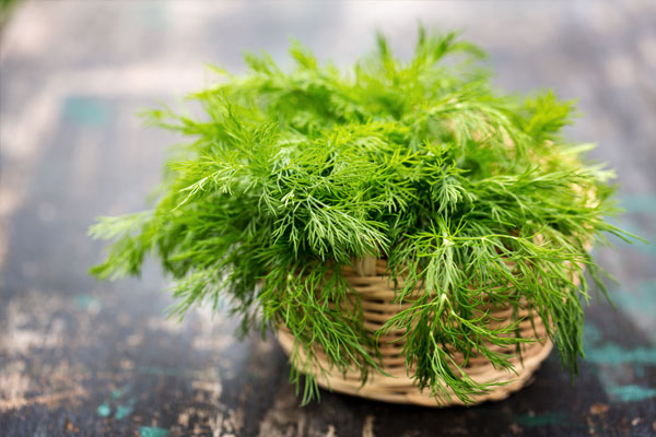 How To Preserve Dill By Dehydrating