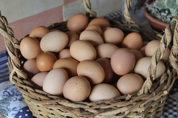 chicken eggs harvested on homestead