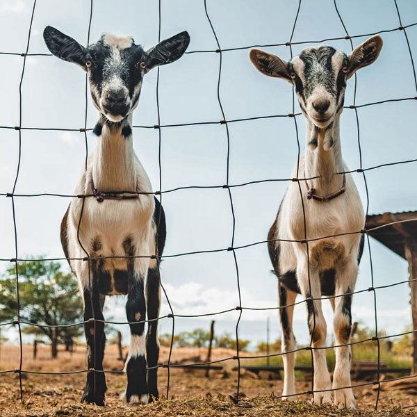 goats in homestead pen