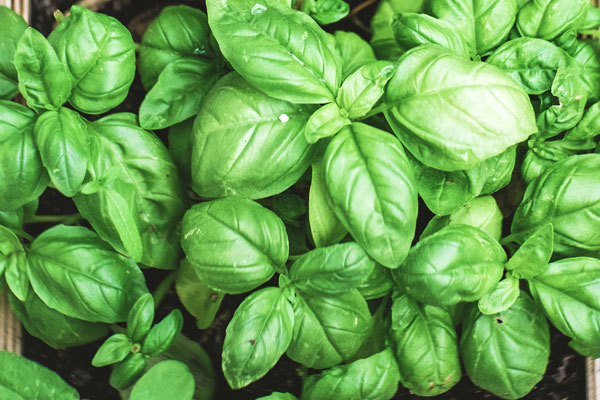 how to dehydrate basil