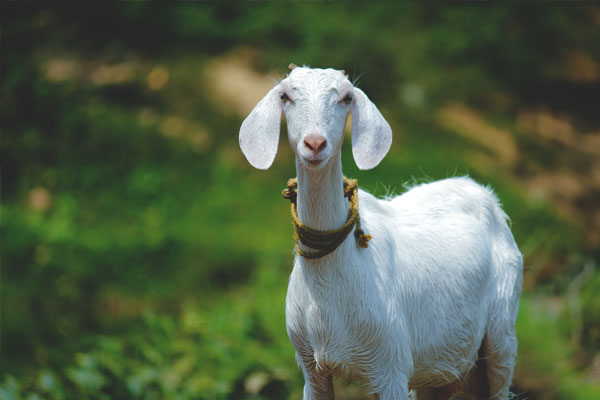 keeping goats on a homestead
