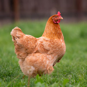 raising chickens on a homestead