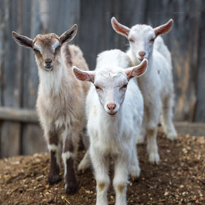 raising goats on a homestead