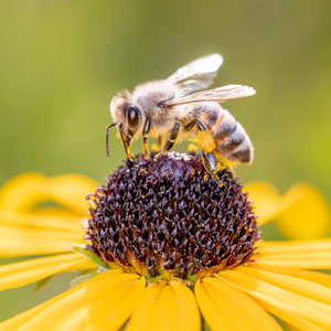 raising honeybees on a homestead