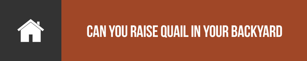 Can You Raise Quail In Your Backyard