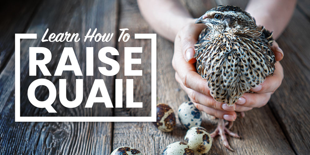 Learn How To Raise Adult Quail