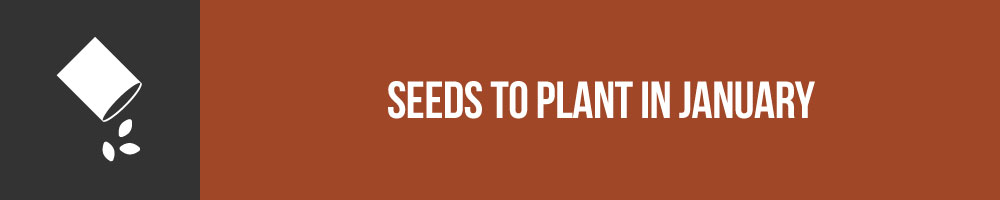 Seeds To Plant In January