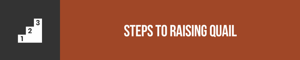 Steps To Raising Adult Quail