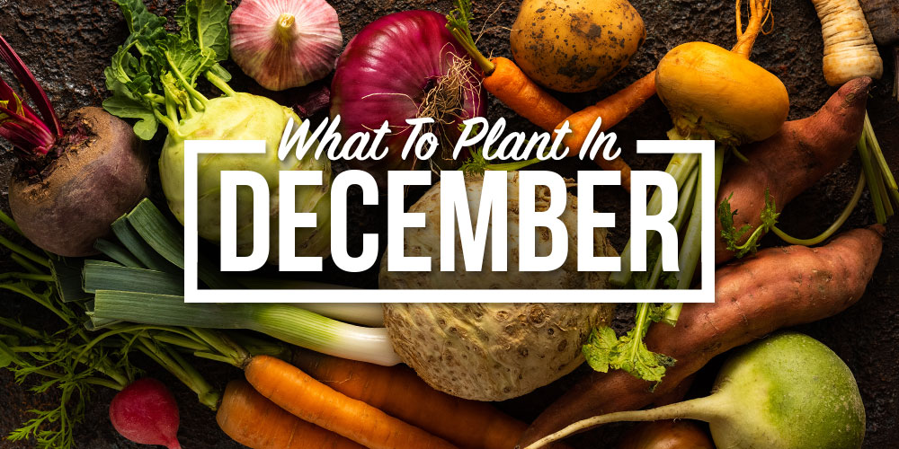 Vegetables To Plant In December