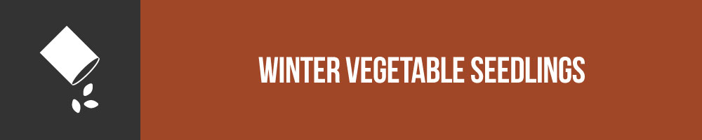 Winter Vegetable Seedlings