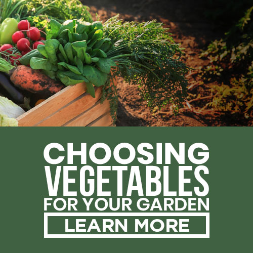 choosing garden vegetables