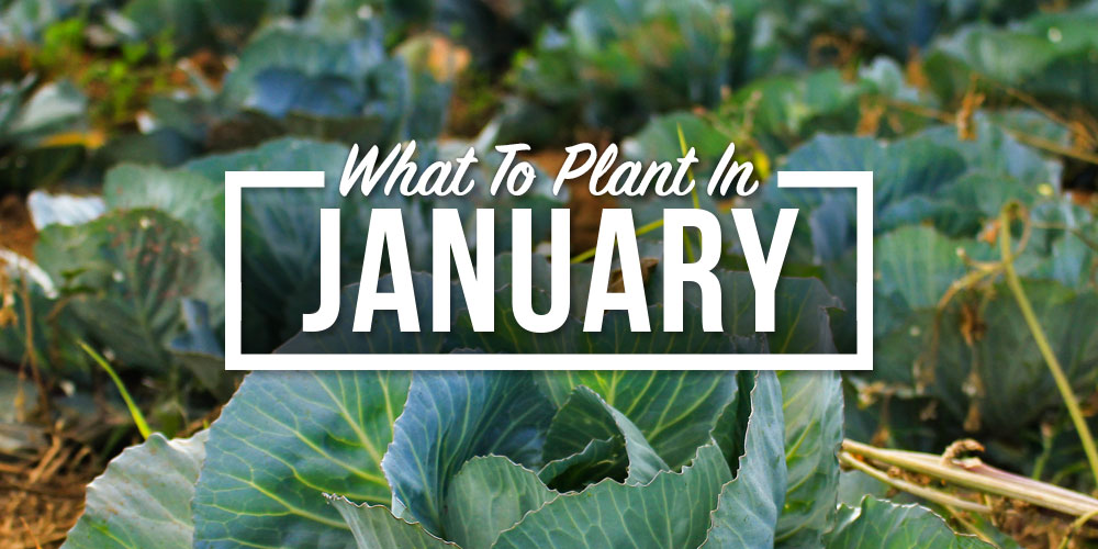 garden vegetables to plant in january