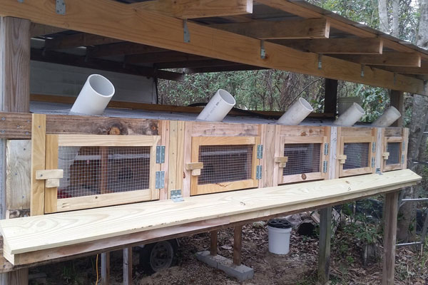 ground based quail coops