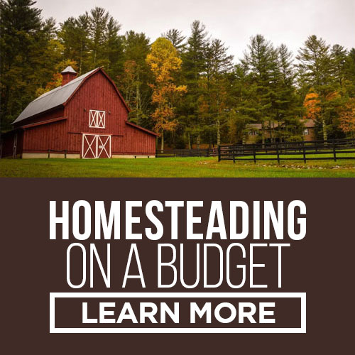 homesteading on a budget