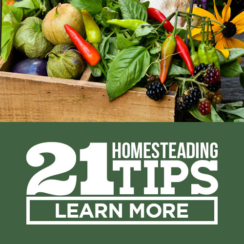 homesteading tips