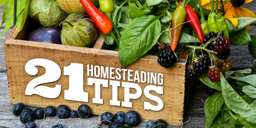homesteading tips
