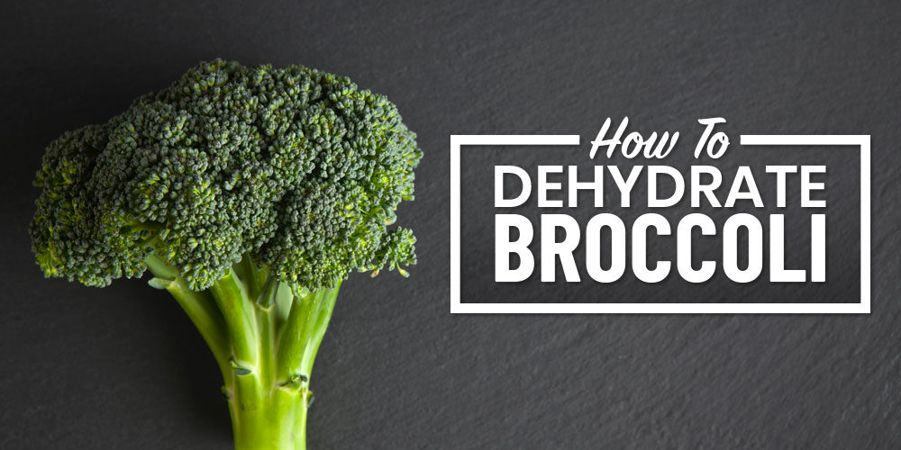 A Beginner-Friendly Guide To Dehydrating Broccoli