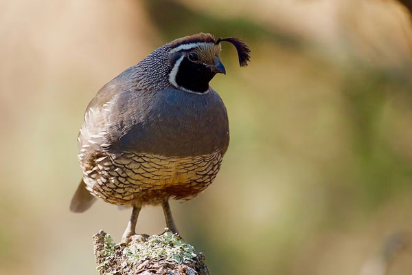 how to raise adult quail