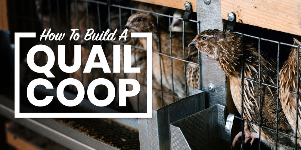 Quail Coop Ideas: Learn How to Build Coops For Quail