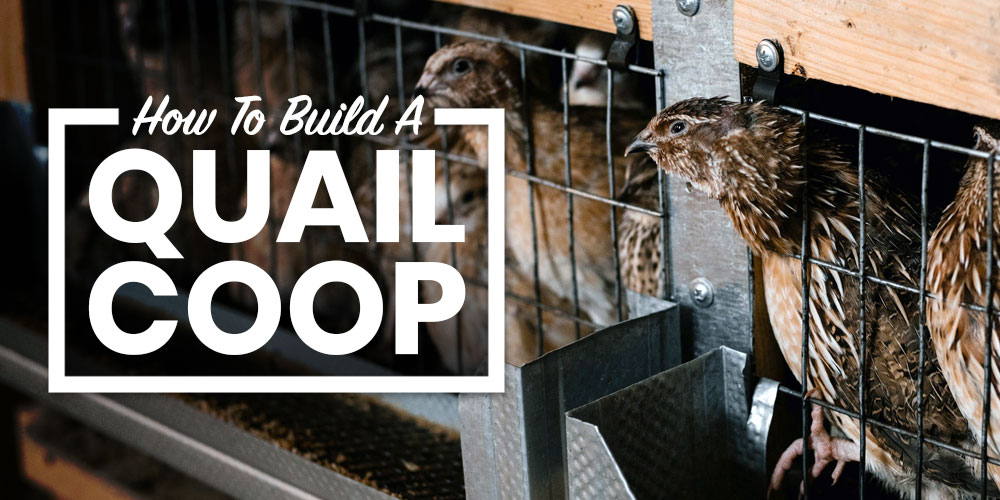 learn how to build a quail coop