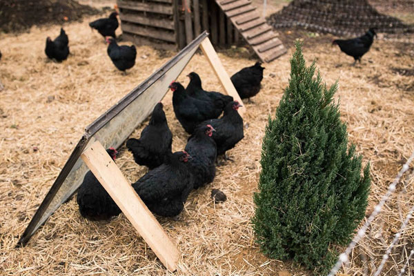 permaculture chickens