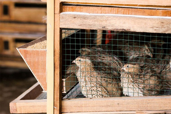 quail chicks in hutch coop