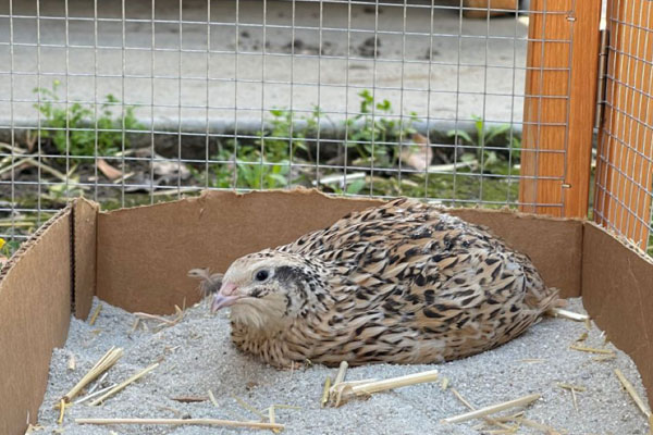 quail in a wired coop