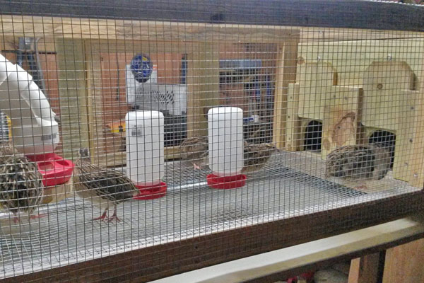 quail in screened hutch coop