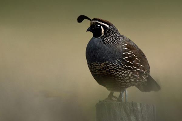 raising adult quail for meat and eggs