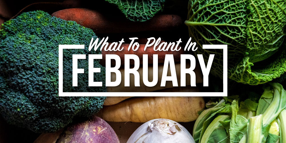 A Vegetable Gardener’s Guide To What to Plant In February
