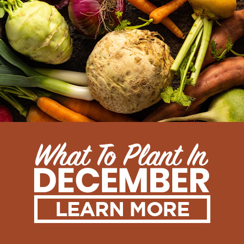 what to plant in december