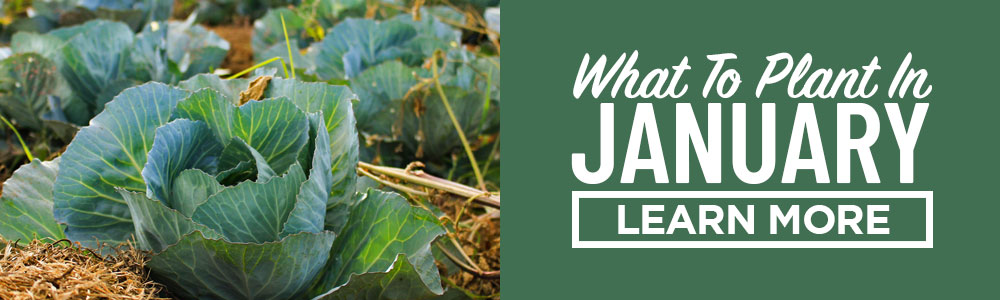 what to plant in january