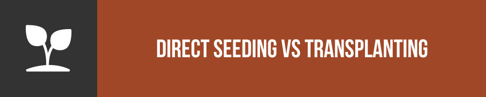 Direct Seeding Vs Transplanting Your Spring Vegetables