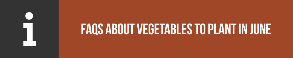 Frequently Asked Questions About Vegetables To Plant In June