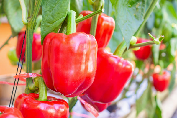 bell peppers in vegetable garden
