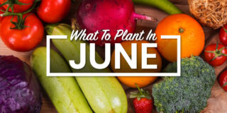 vegetables to plant in june