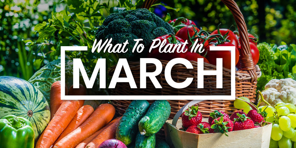 Greener By The Minute: A Guide To What To Plant In March