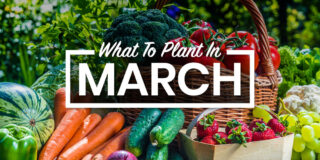 vegetables to plant in march