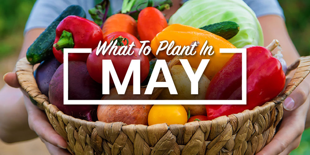 Get Growing! A Simple Guide For What To Plant In May