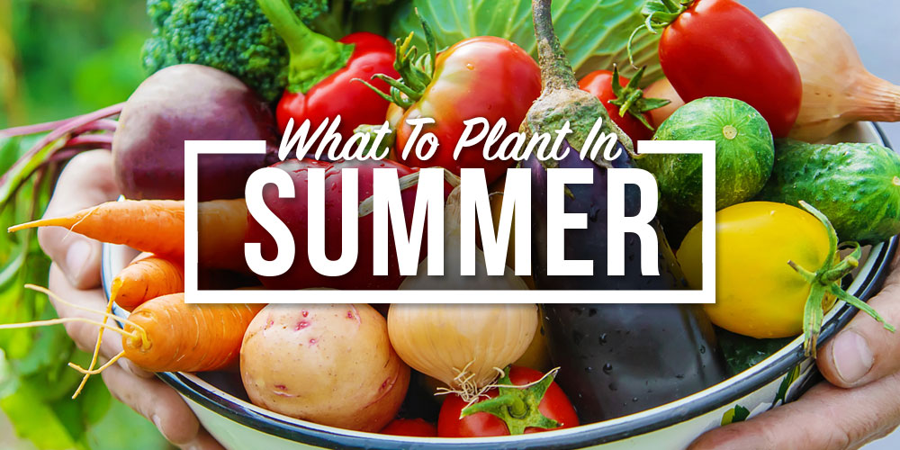 vegetables to plant in summer