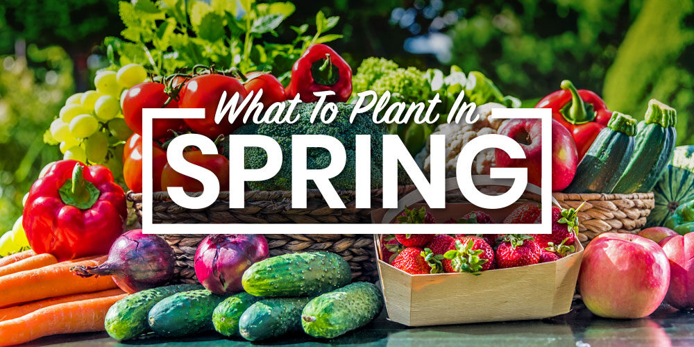 What To Plant In Spring For A Colorful Spring Vegetable Garden
