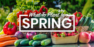 what to plant in spring