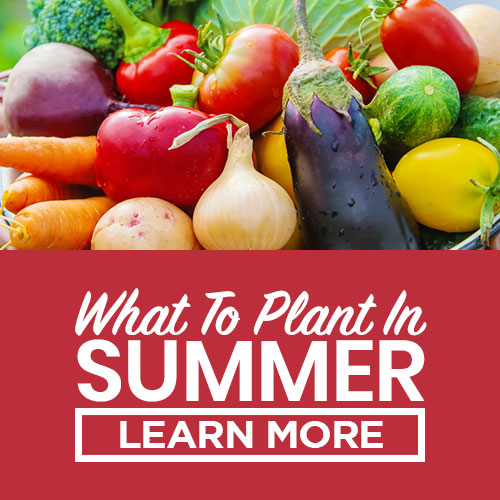 what to plant in summer