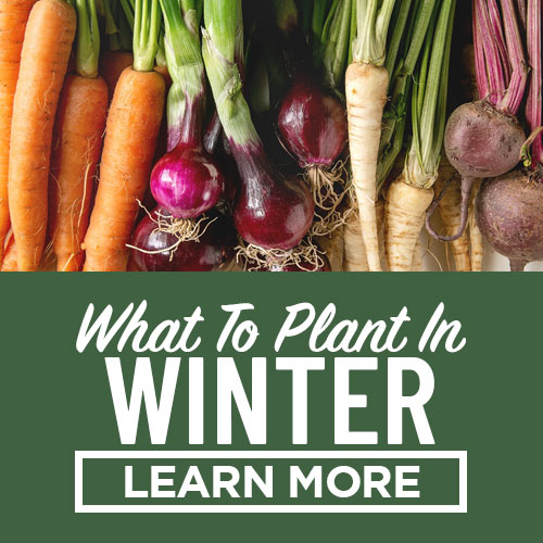 what to plant in winter