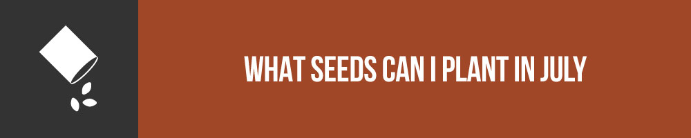 What Seeds Can I Plant in July