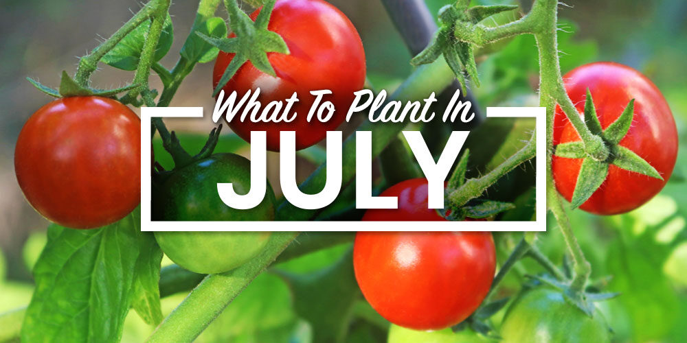 What To Plant In July In Your Vegetable Garden To Beat the Heat
