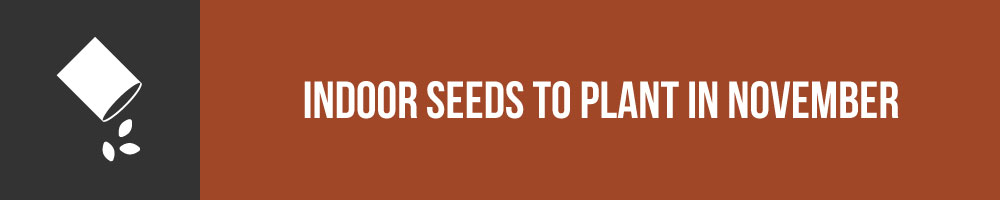 Indoor Seeds To Plant In November