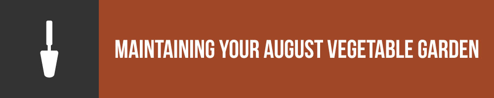 Maintaining Your August Vegetable Garden