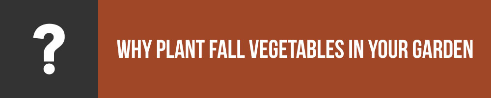 Why Plant Fall Vegetables In Your Garden